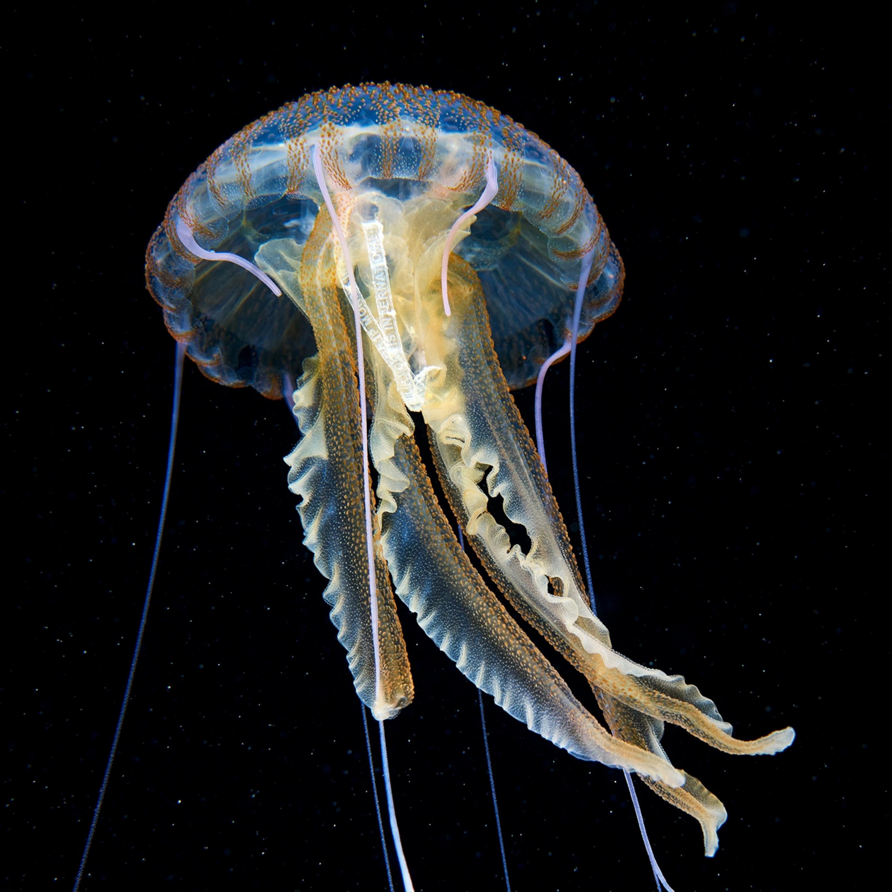 do jellyfish have hearts