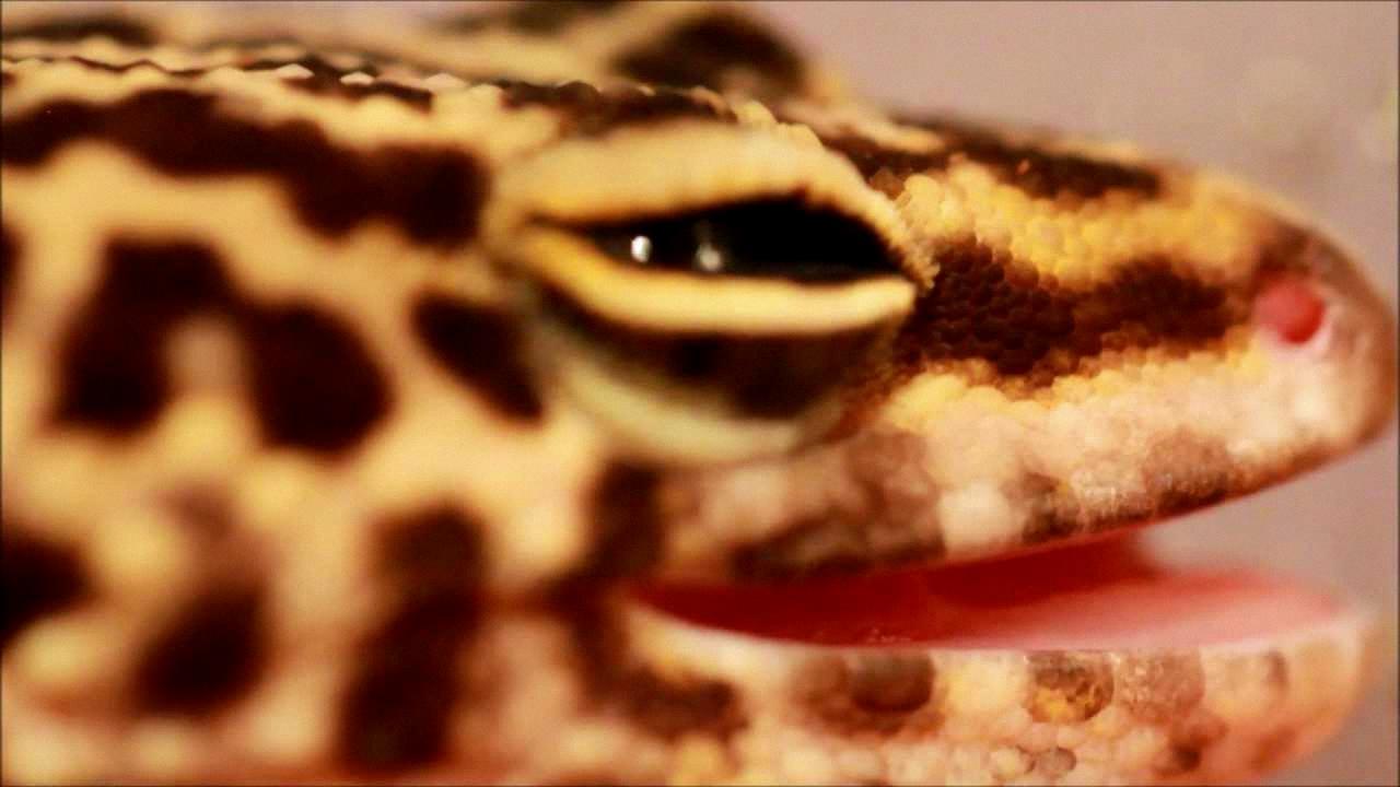 The Sharp Bite of Leopard Geckos in Profile