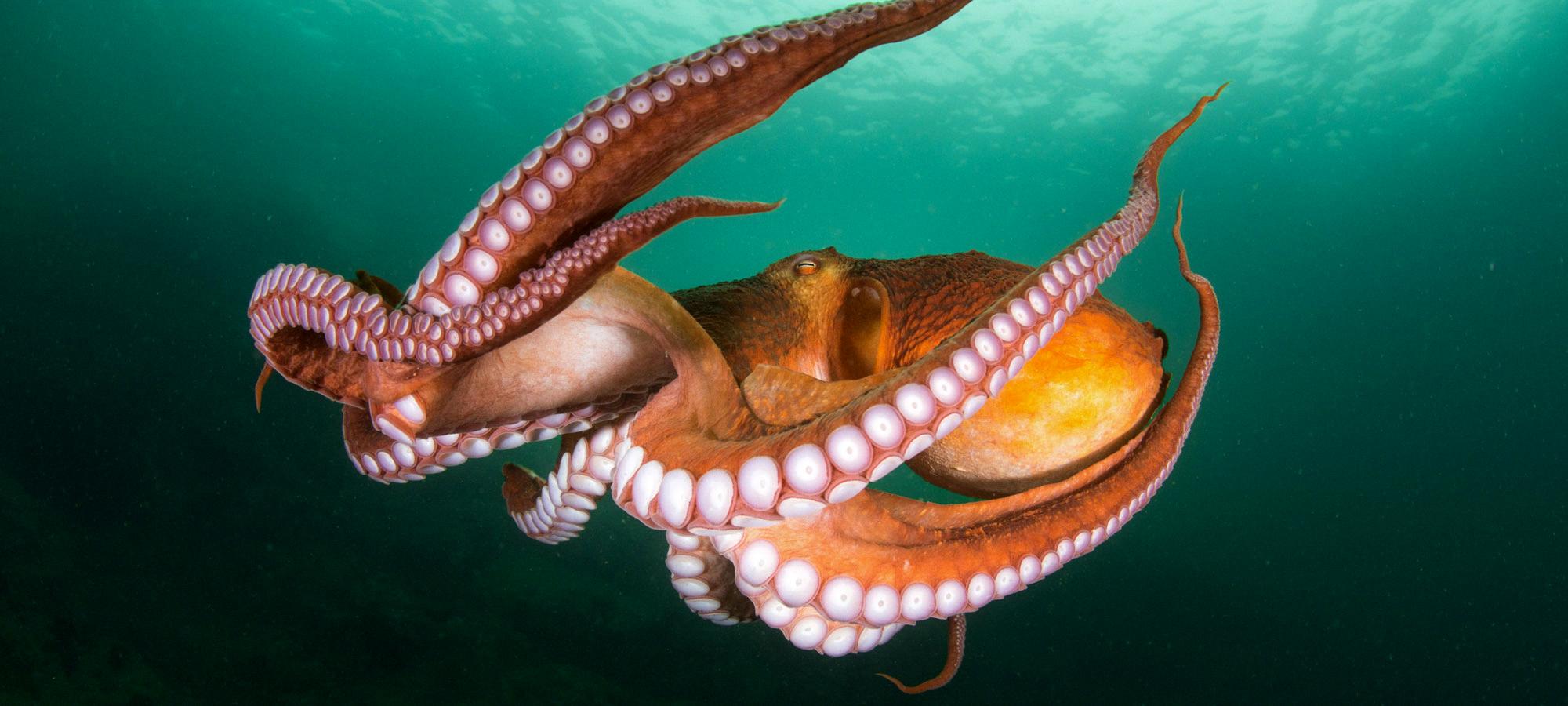 do octopus have teeth