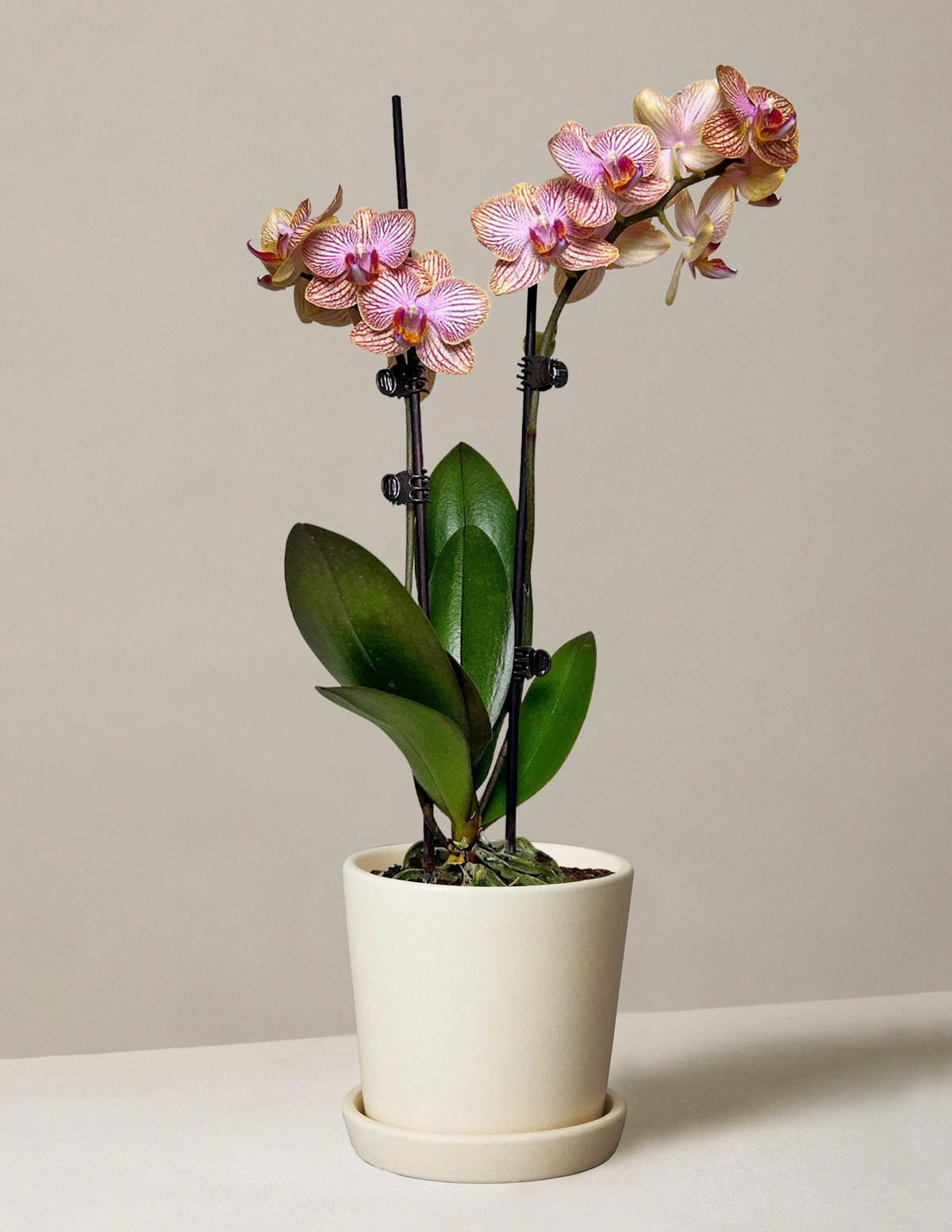 do orchids like to be misted