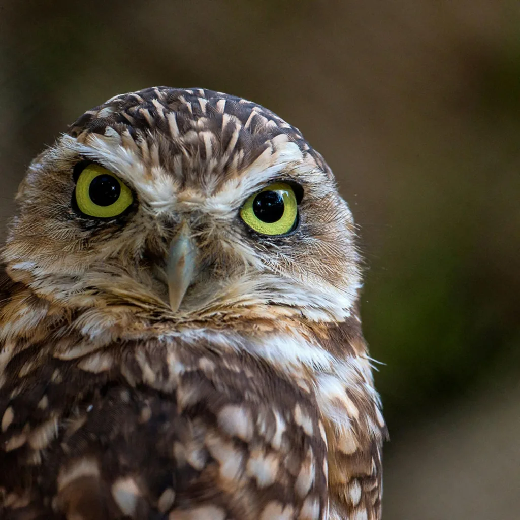 The Interplay of Owls and Squirrels in Nature