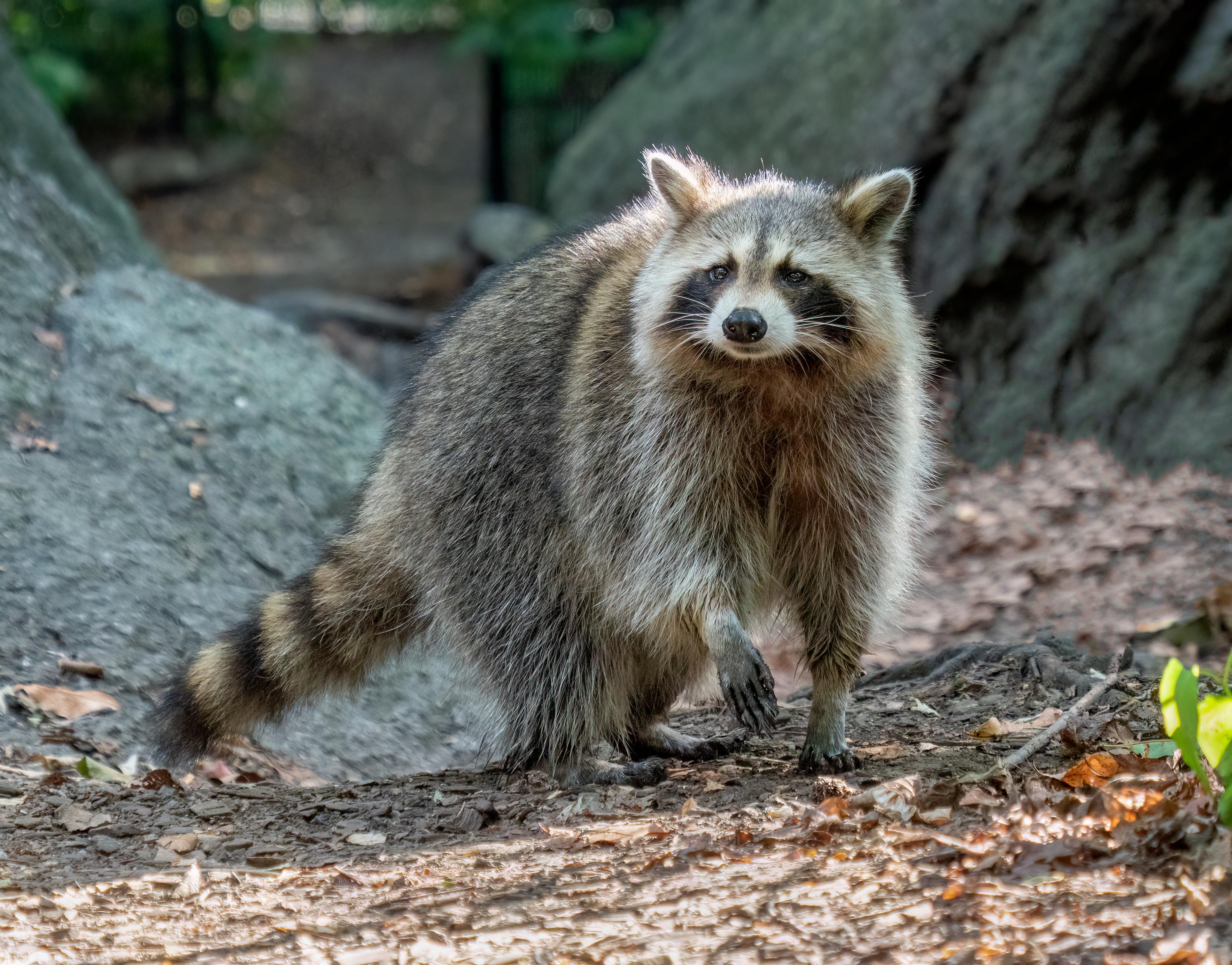 do raccoons have opposable thumbs