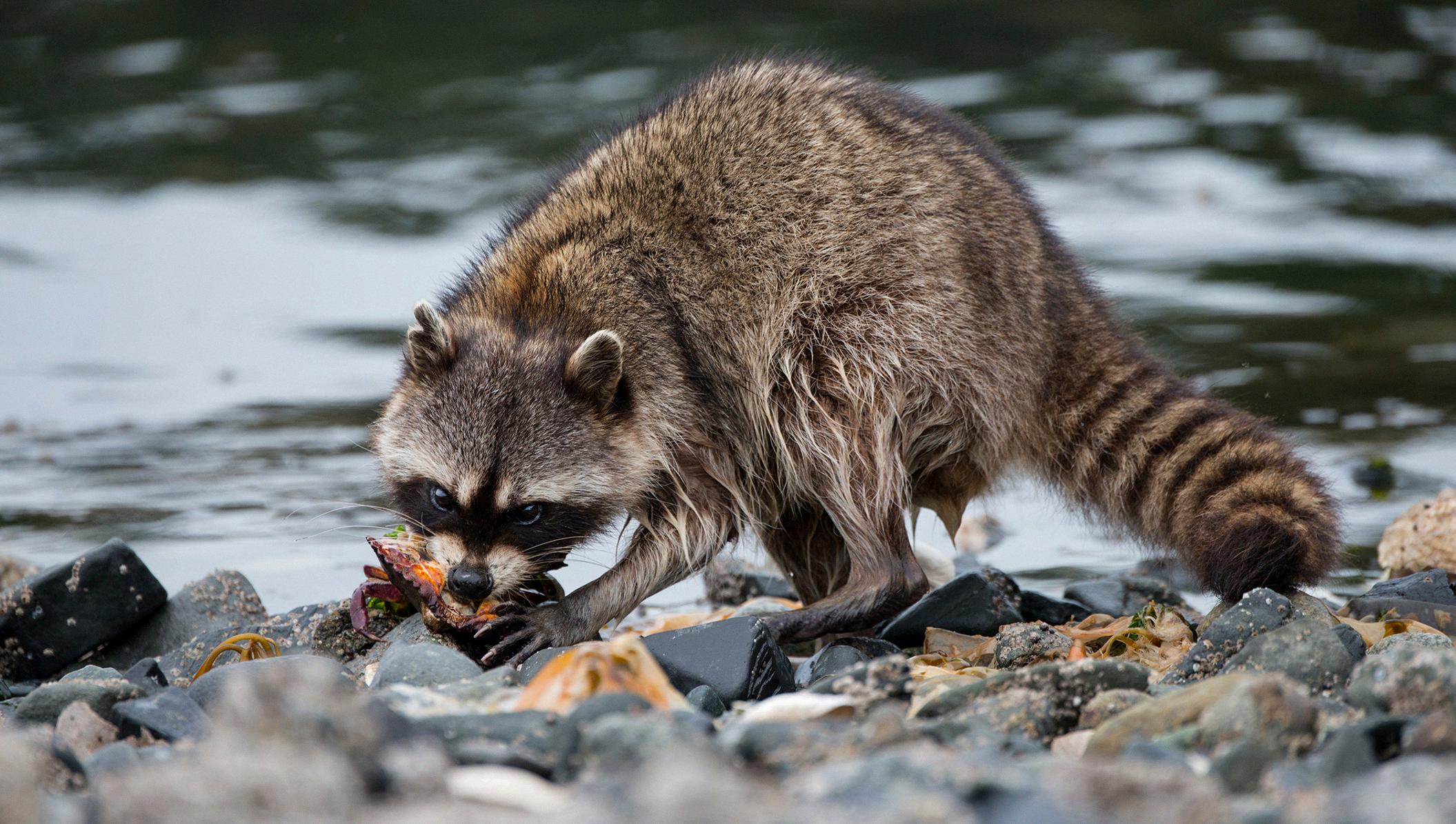 do raccoons have opposable thumbs