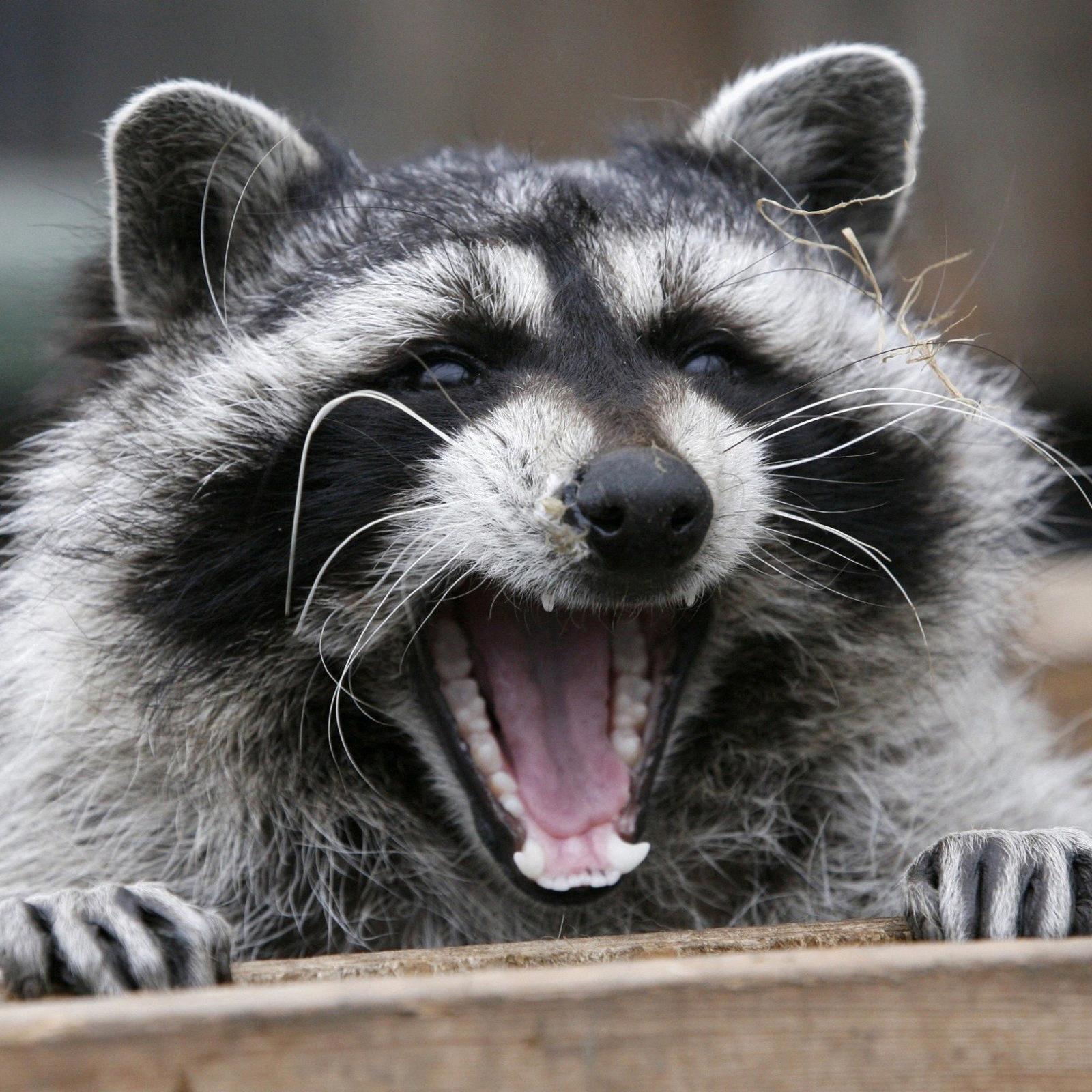 do raccoons have opposable thumbs