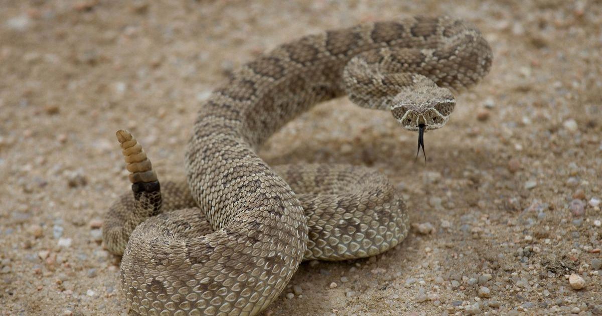 do rattlesnakes lay eggs