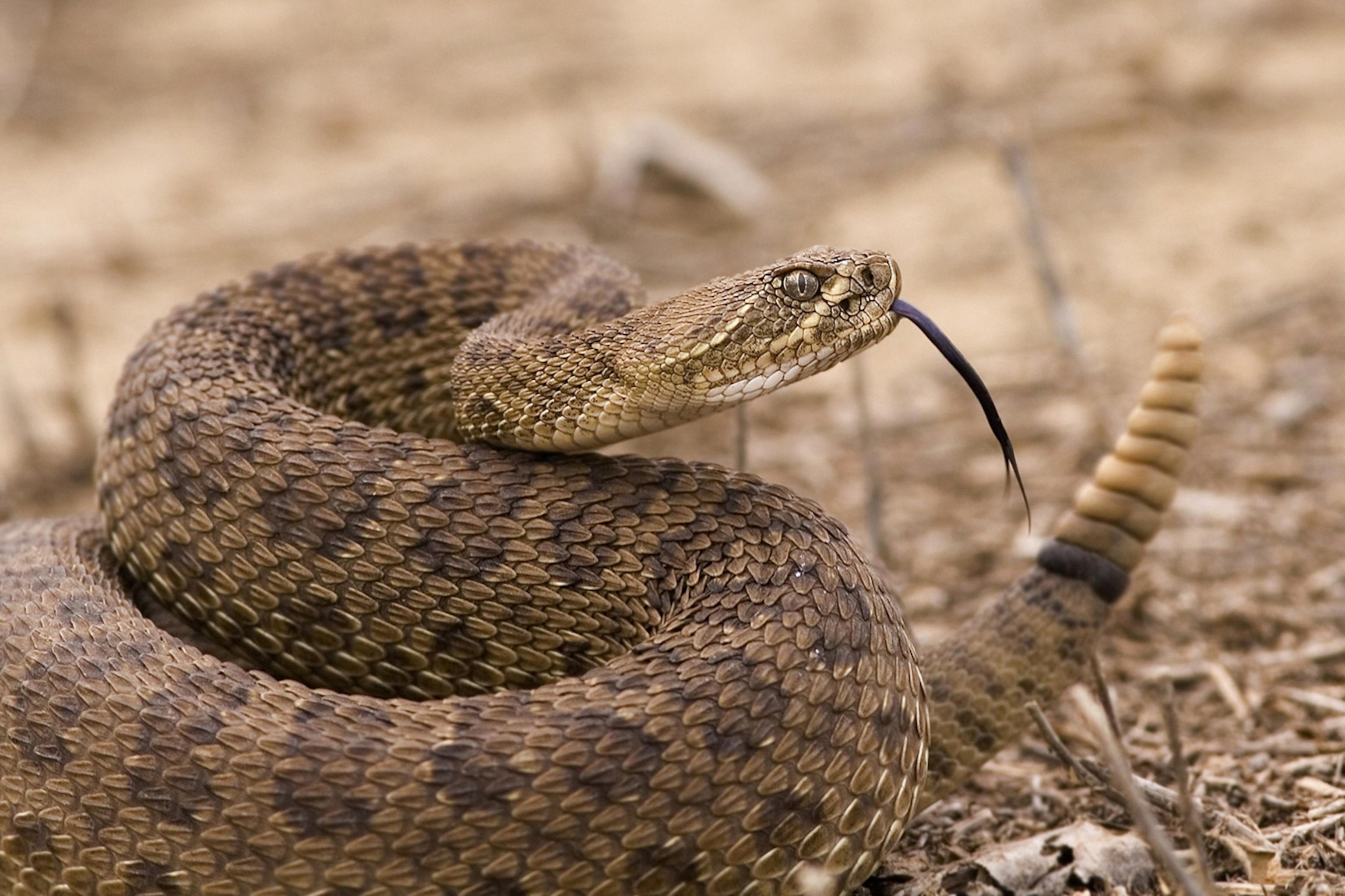 do rattlesnakes lay eggs