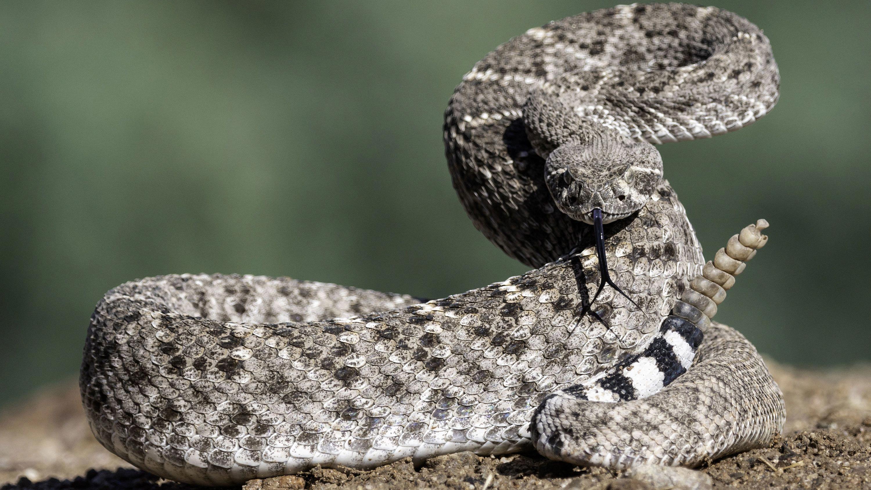 do rattlesnakes lay eggs