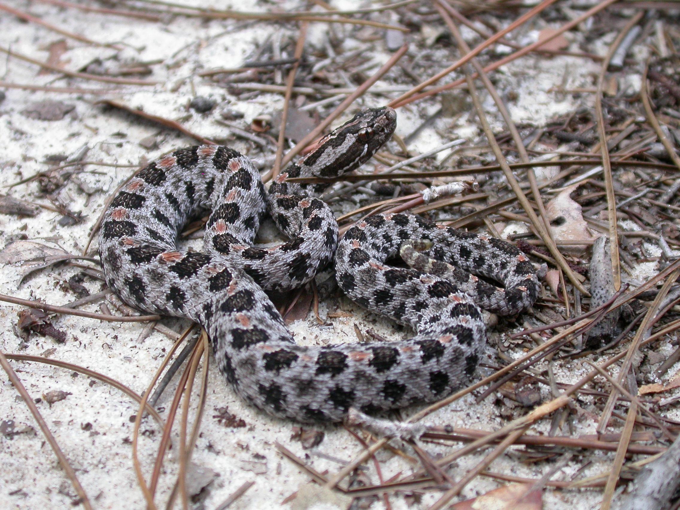 do rattlesnakes lay eggs