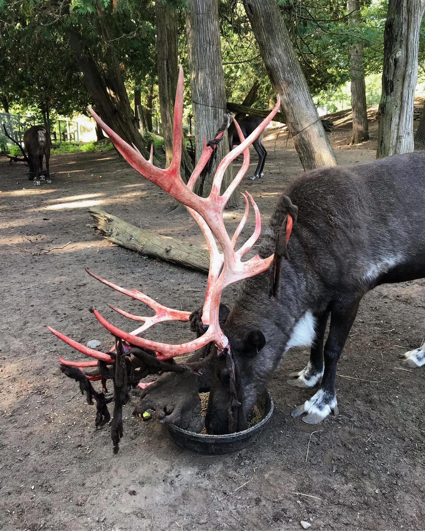 how-reindeers-shed-their-velvet-antlers