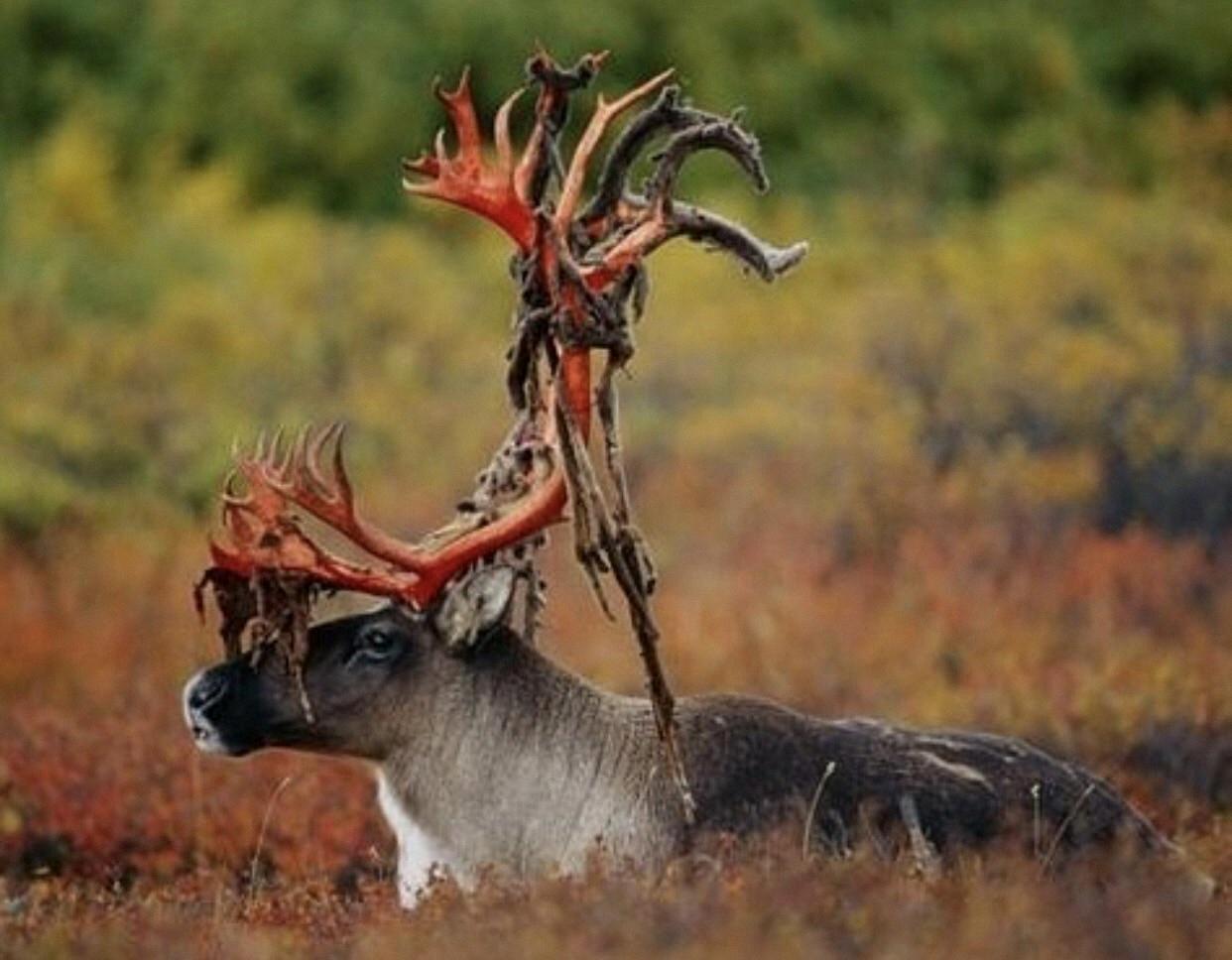 How Reindeers Shed Their Velvet Antlers