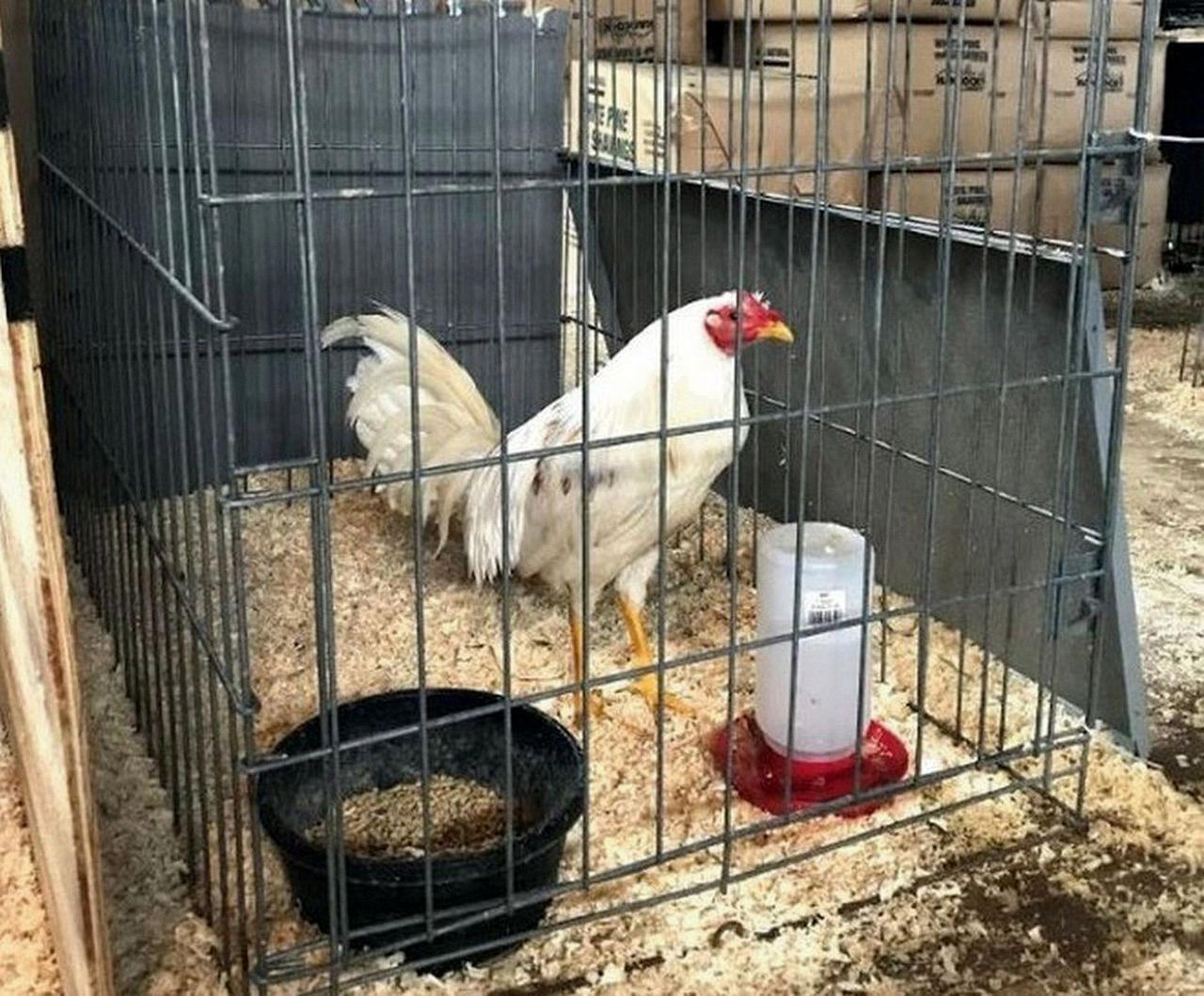 do roosters have dicks