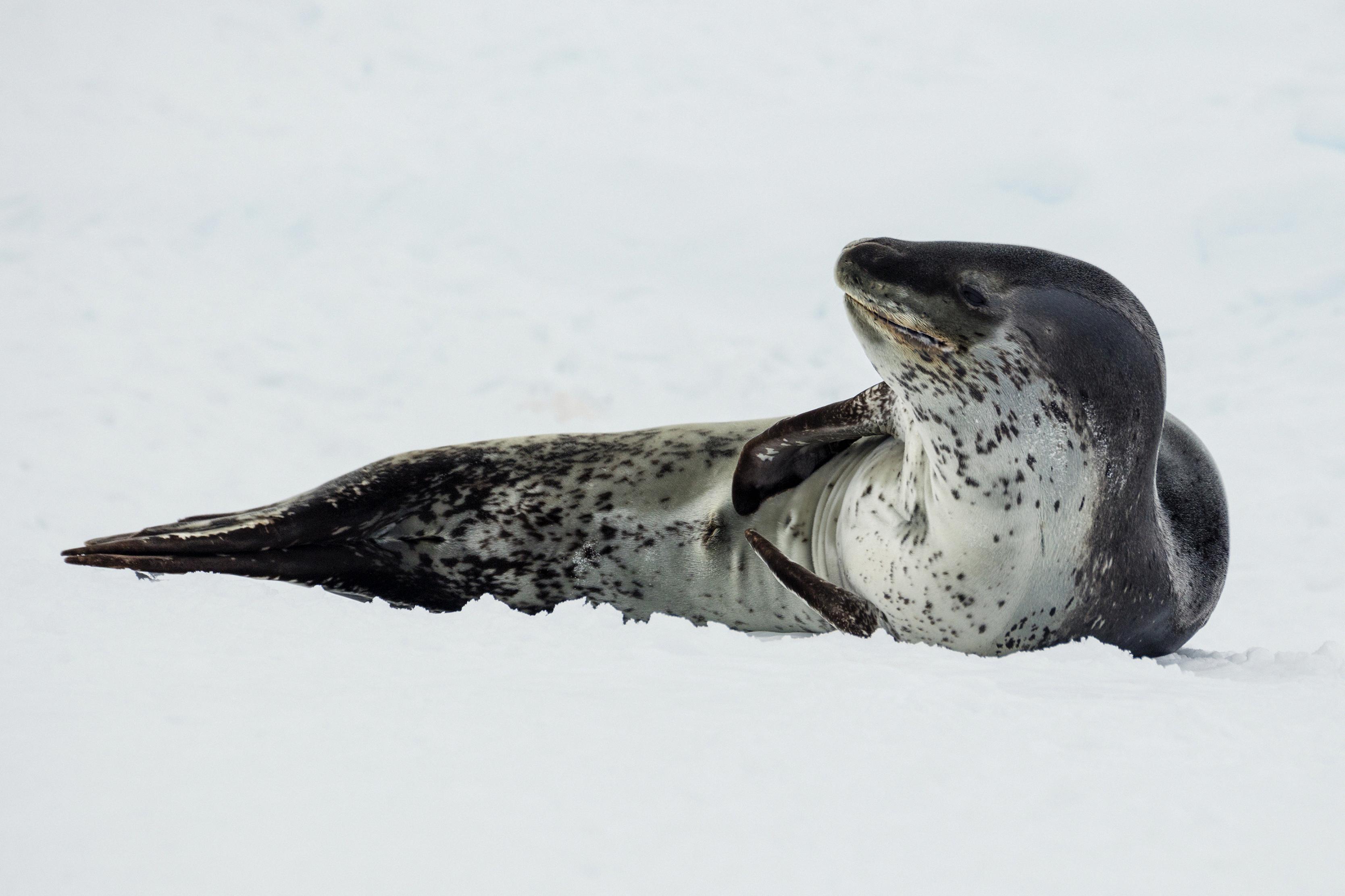 The Truth About Seals Taking a Bite Out of Penguins