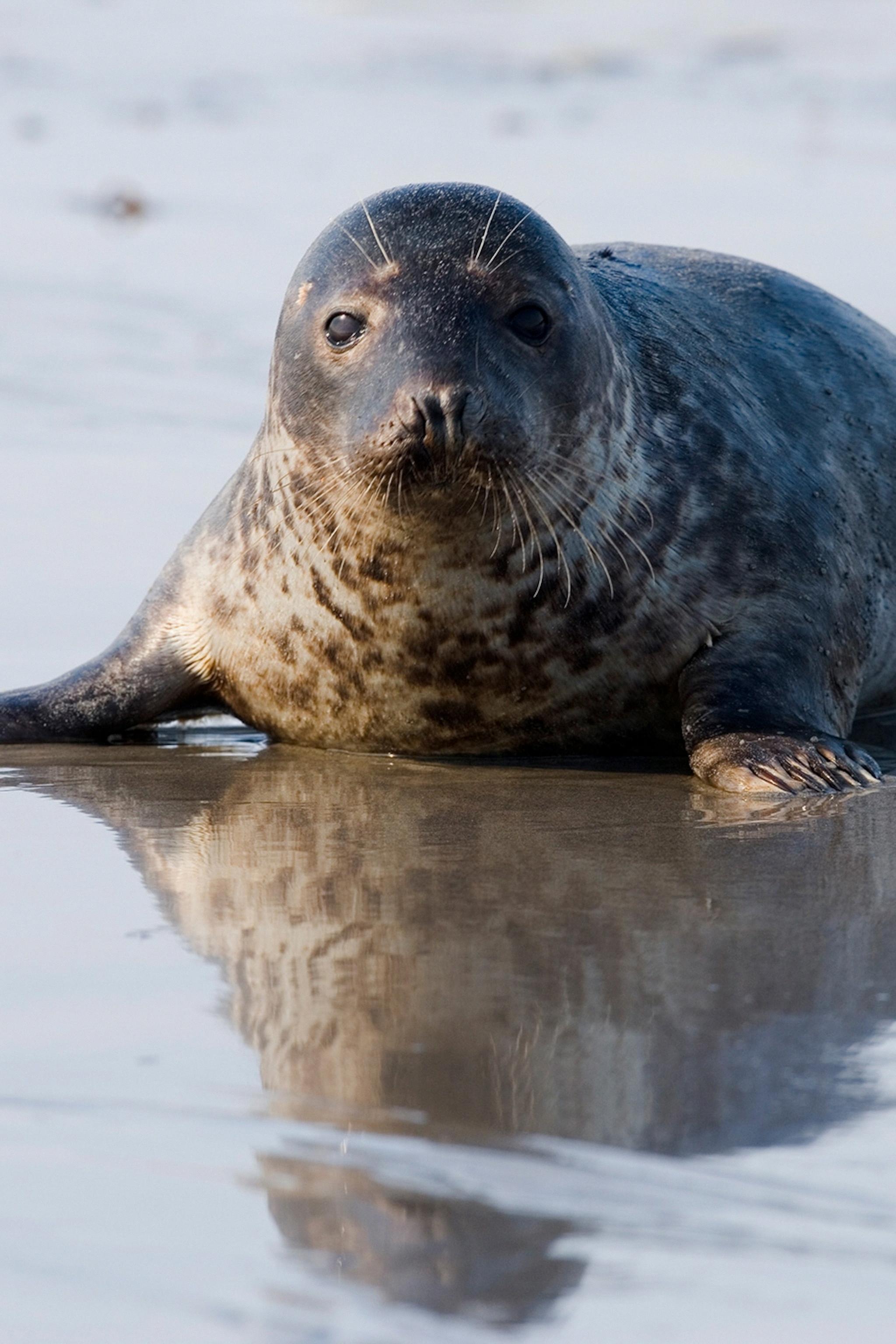 do seals eat penguins