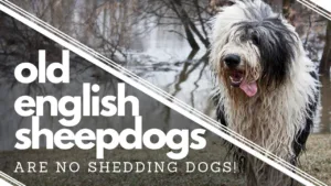 do sheepdogs shed 1 1