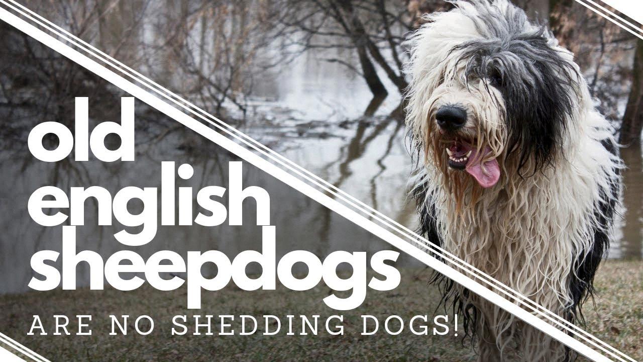 A Grooming Guide To Old English Sheepdogs OESs Owners   Do Sheepdogs Shed 1 1 