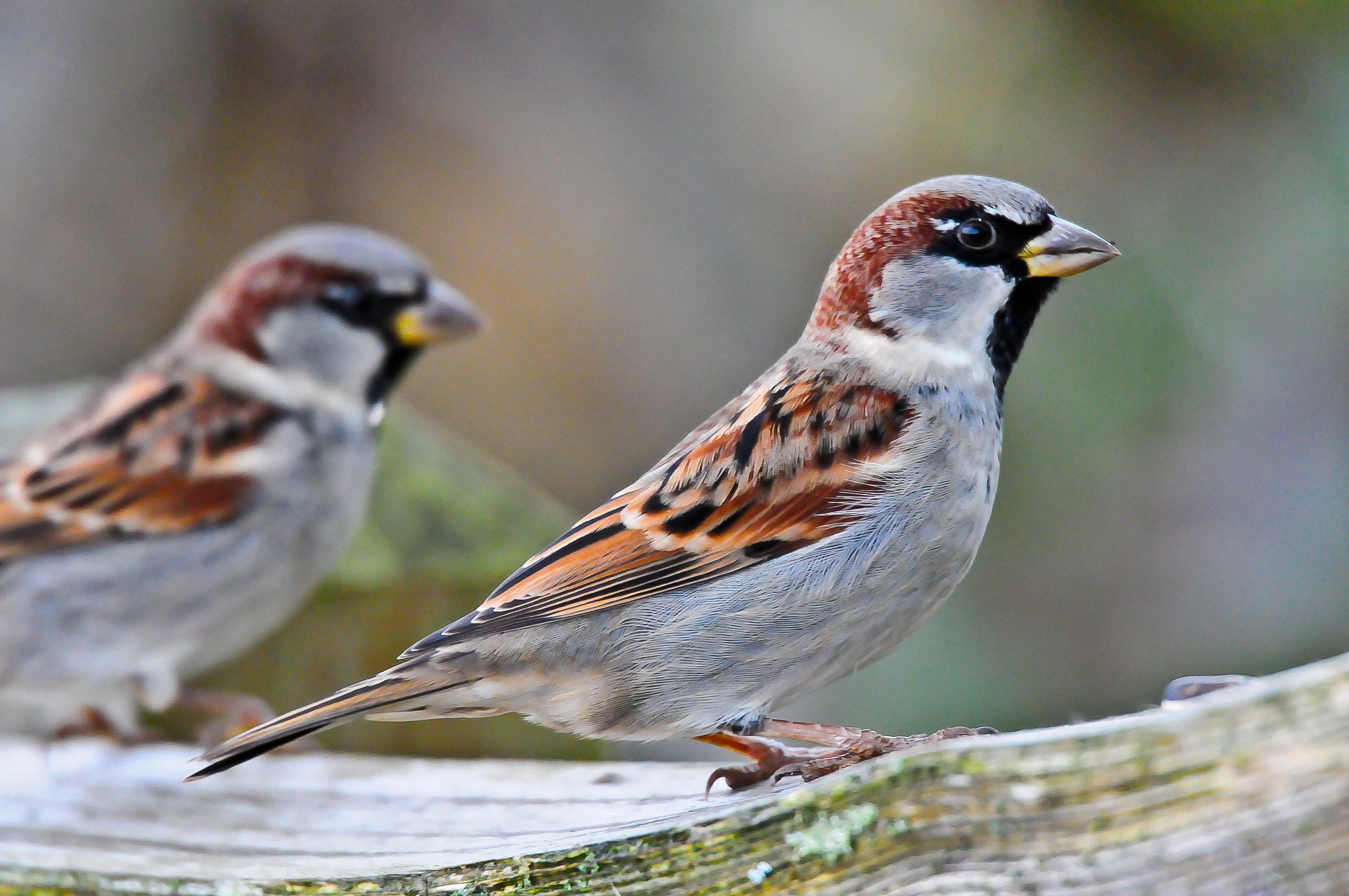 do sparrows migrate