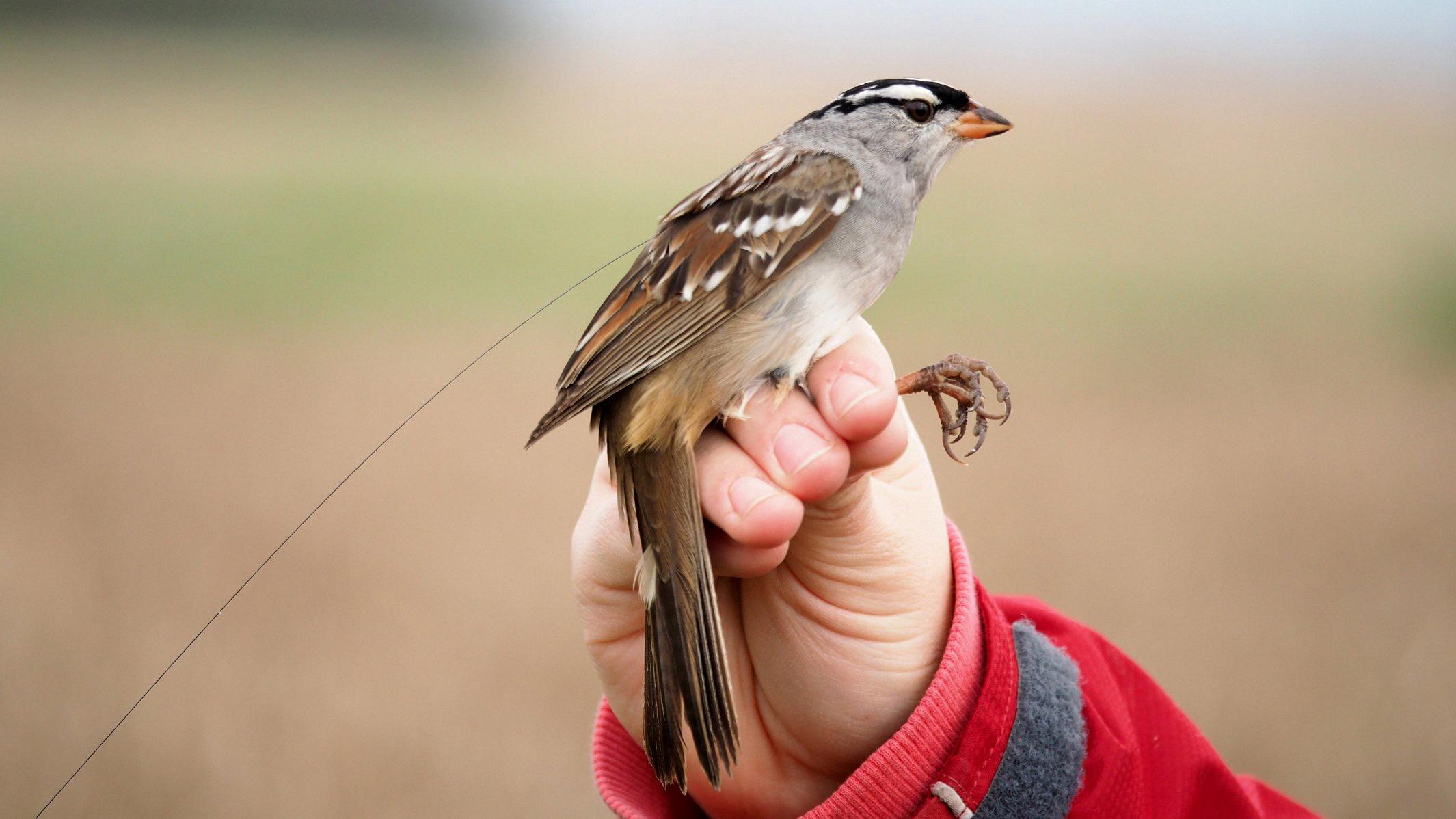 do sparrows migrate