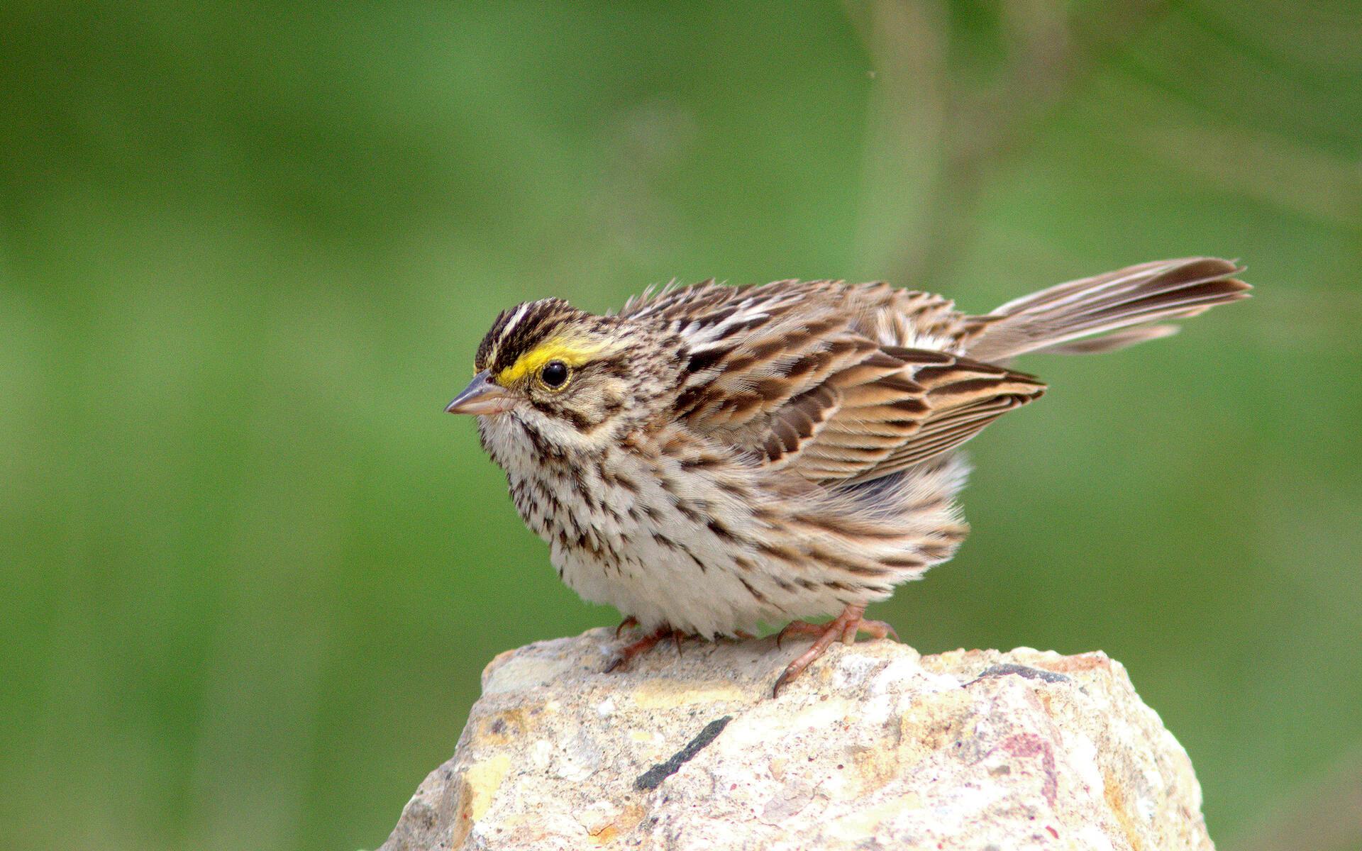 do sparrows migrate