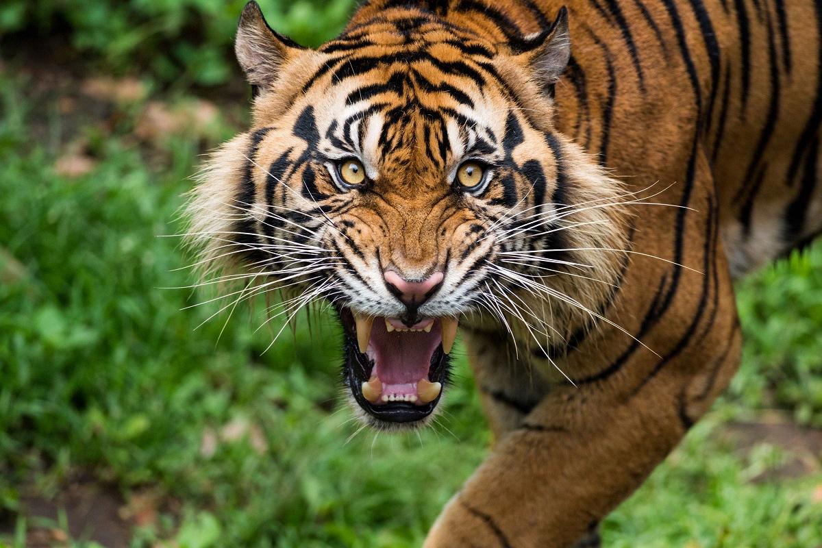 do tigers roar