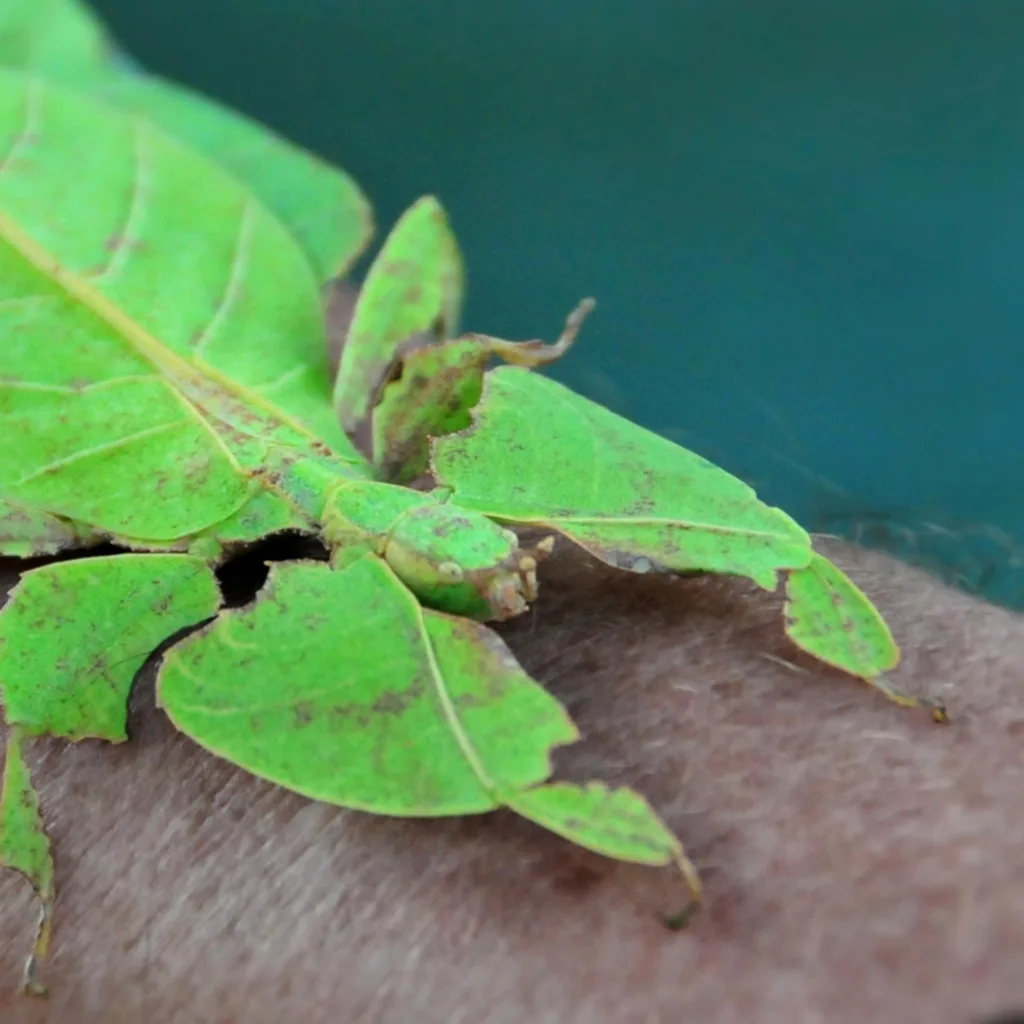 checking-the-the-docile-nature-of-the-fascinating-walking-sticks