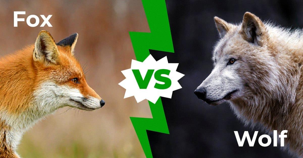 do wolves eat foxes