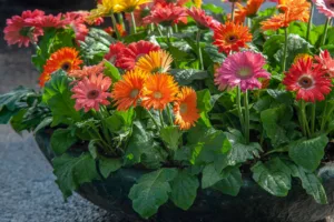 do you cut back gerbera daisies in the fall 1 1