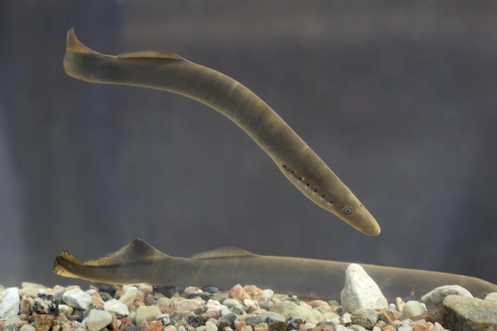 Hagfish: A Jawless Wonder