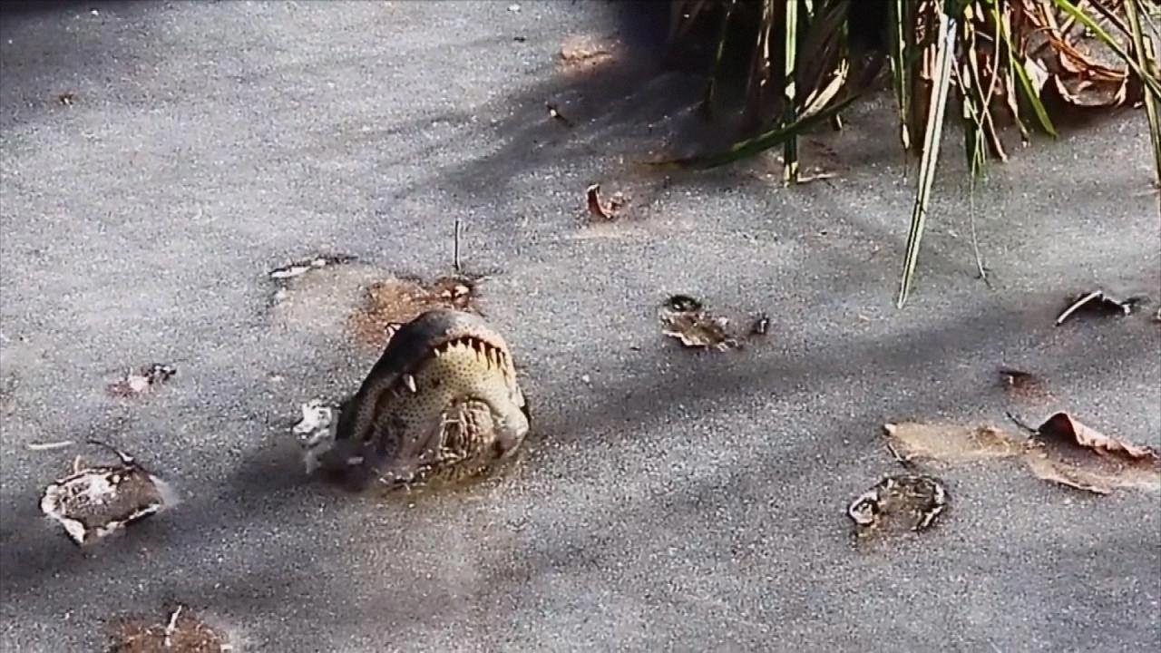 does alligators hibernate