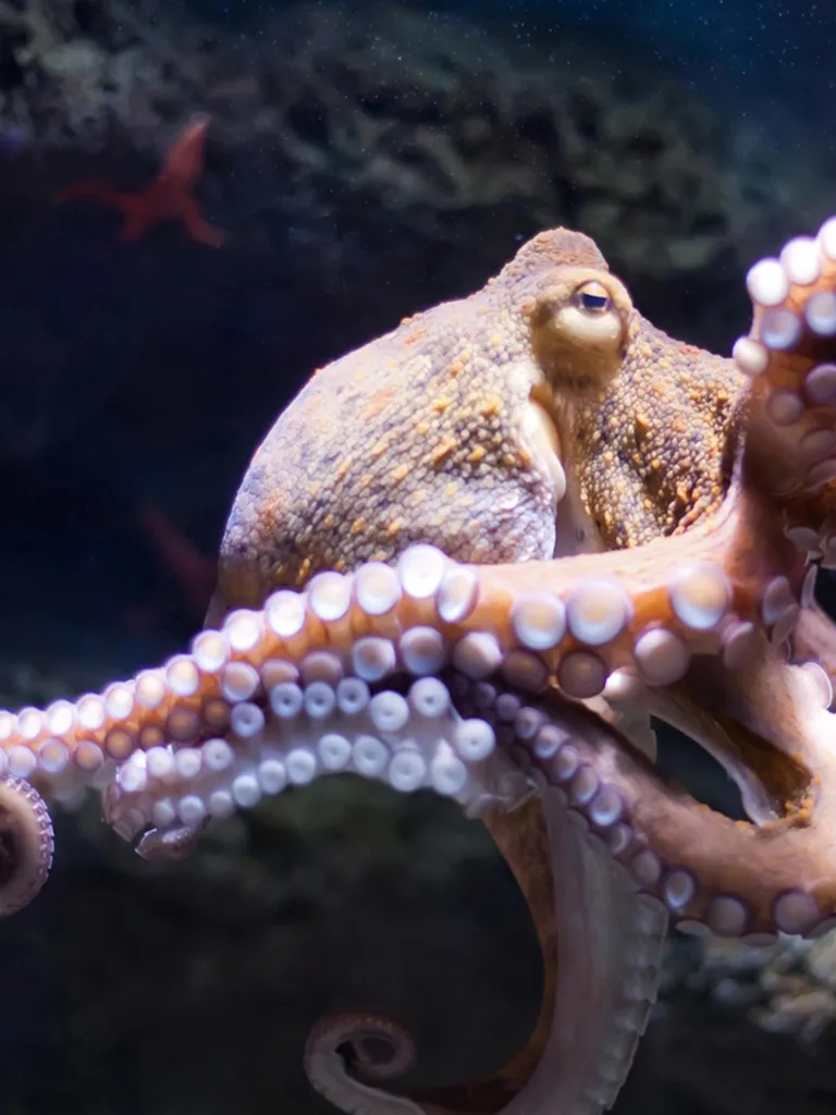 Octopus Ink Exploring its Toxic Secrets