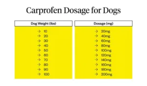 does carprofen make dogs sleepy 1 1