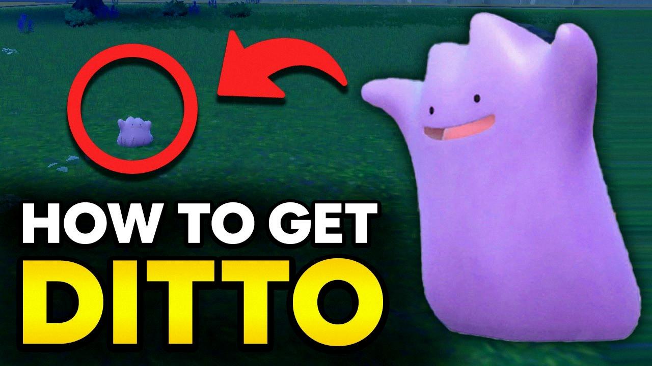 Ditto's Stats Is Just As Important As Its Transformation Ability