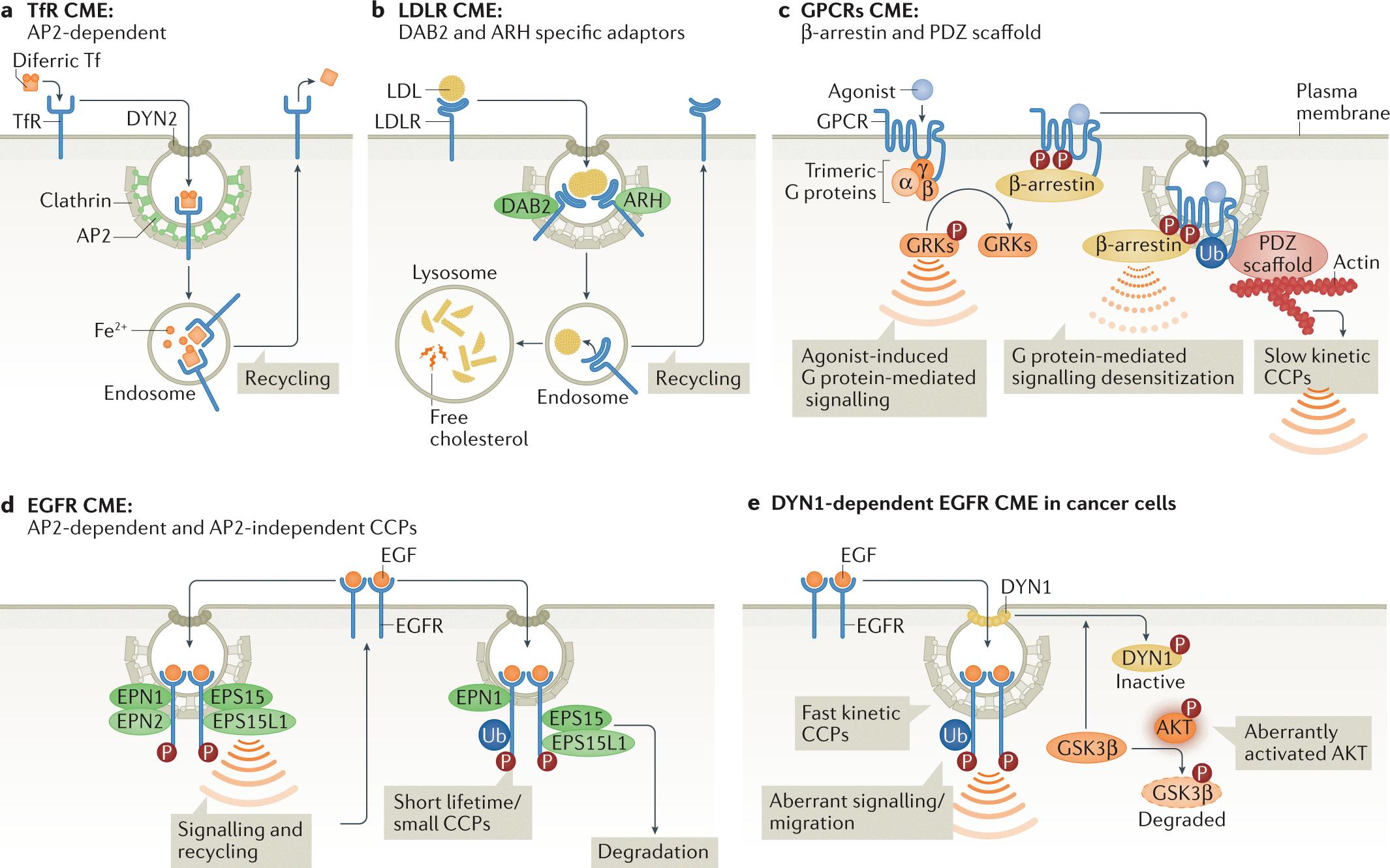 does endocytosis require energy