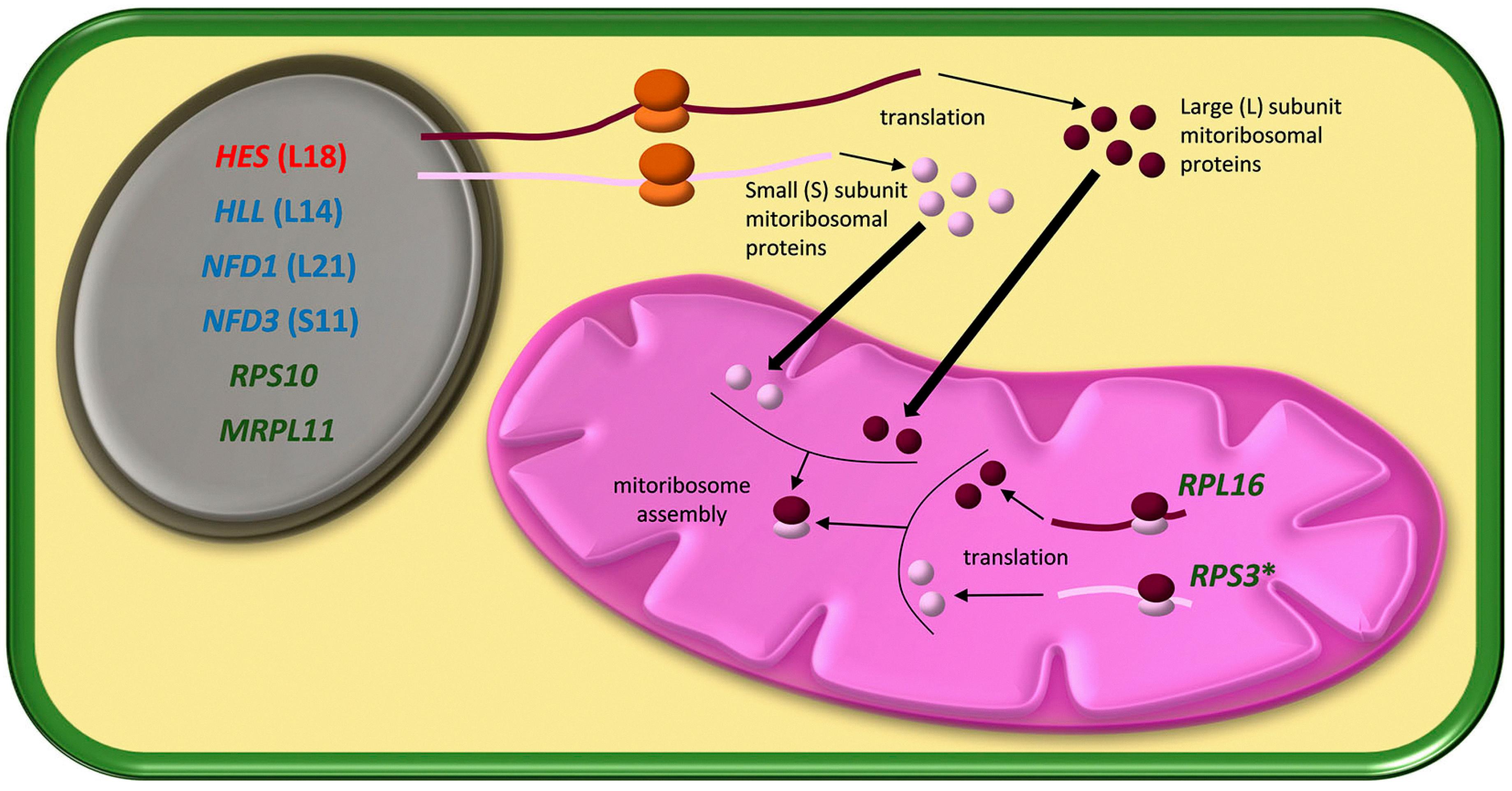 does mitochondria have 70s ribosomes