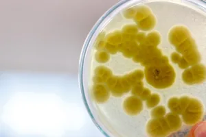 does salt kill bacteria 1 1