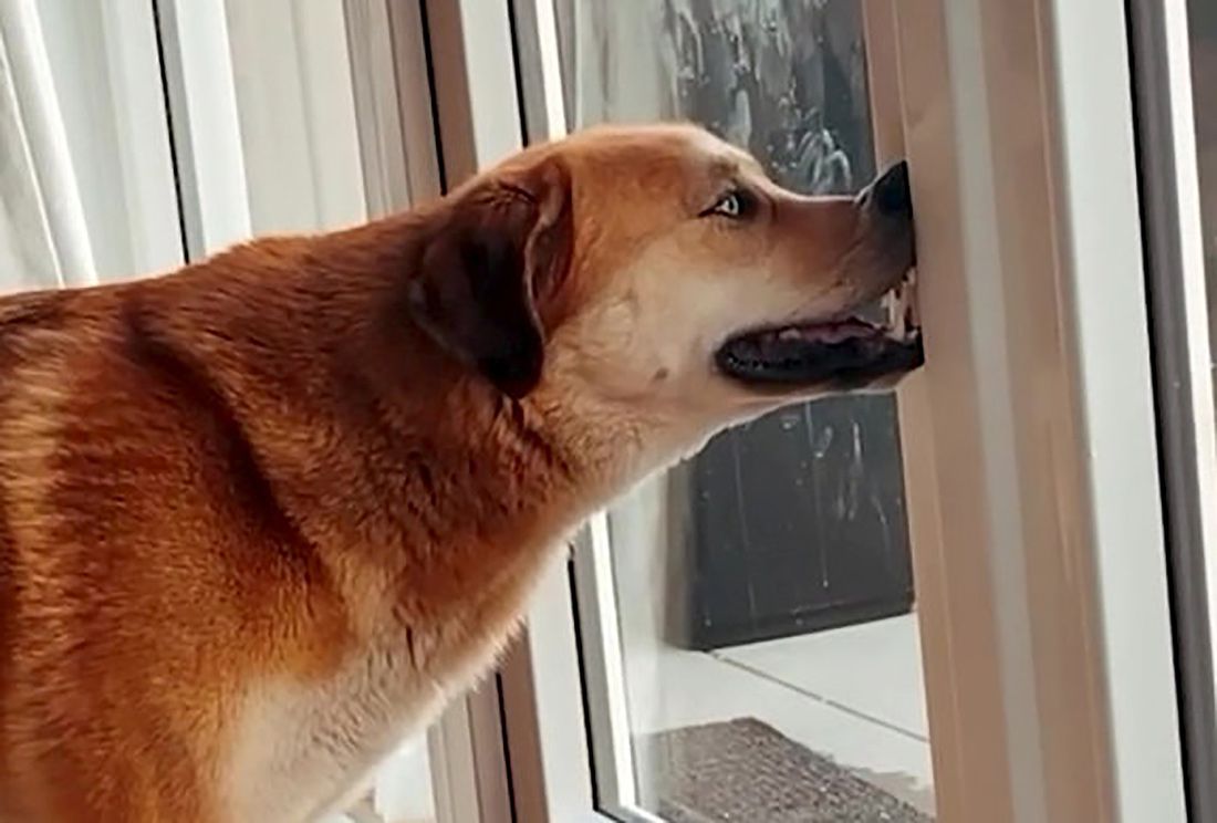 TikToker Doggface208 Soars to Stardom