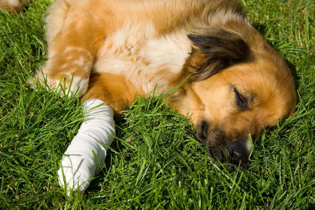 dog leg injured 1679772827