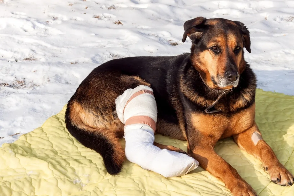 dog leg injured 1679772830