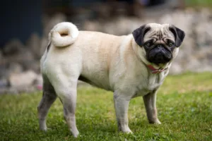 dogs look like pugs 1 1