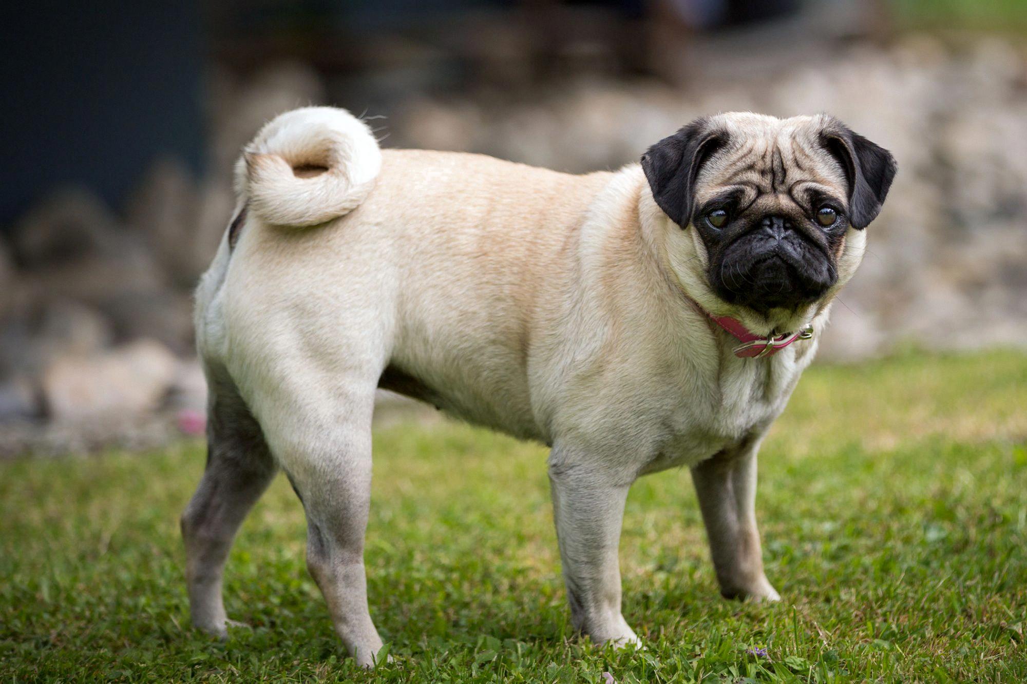 The Adorable Pug and Its LookAlikes