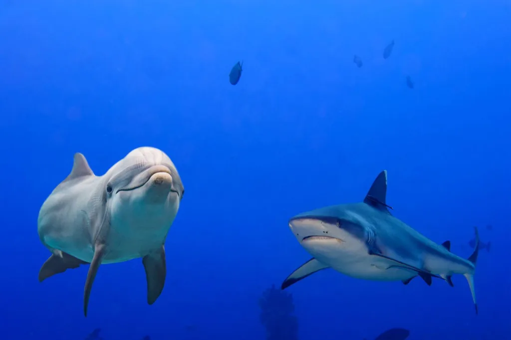 dolphins vs sharks 1679782504