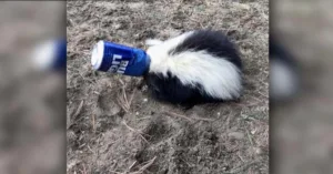 drunker than a skunk 1 1