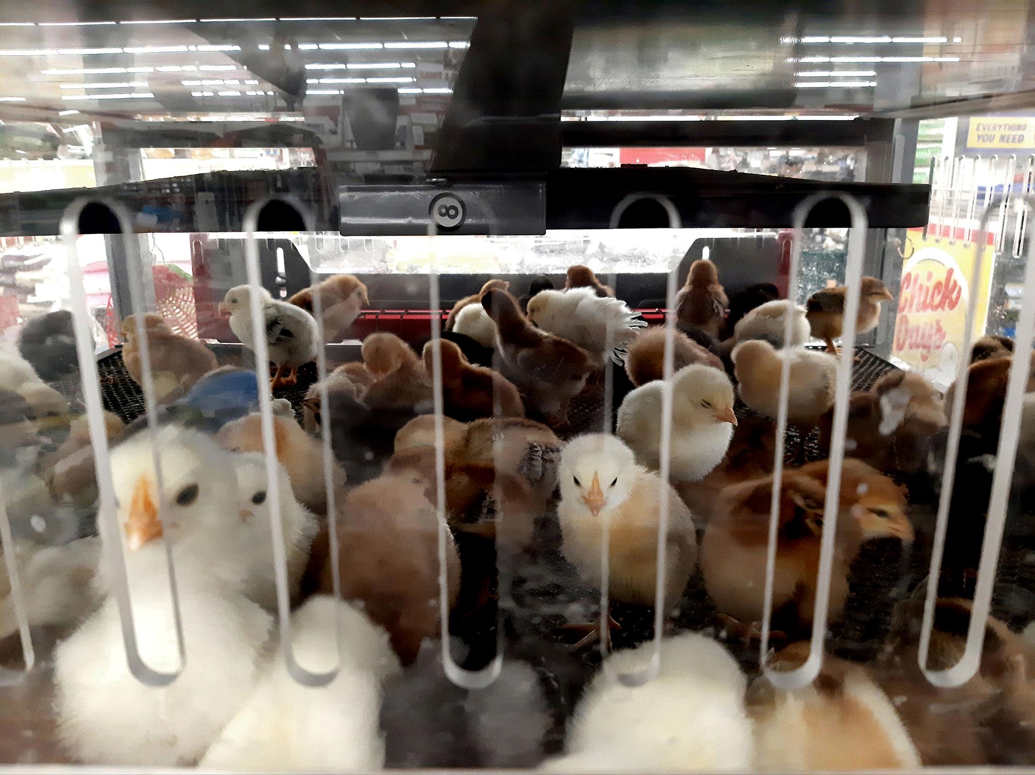 ducks at tractor supply