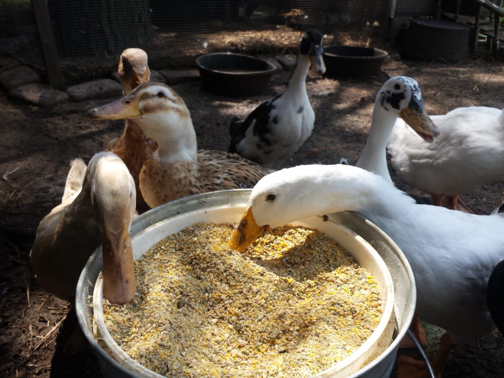 ducks eating cracked corn 1678441021