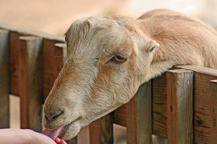 earless goats
