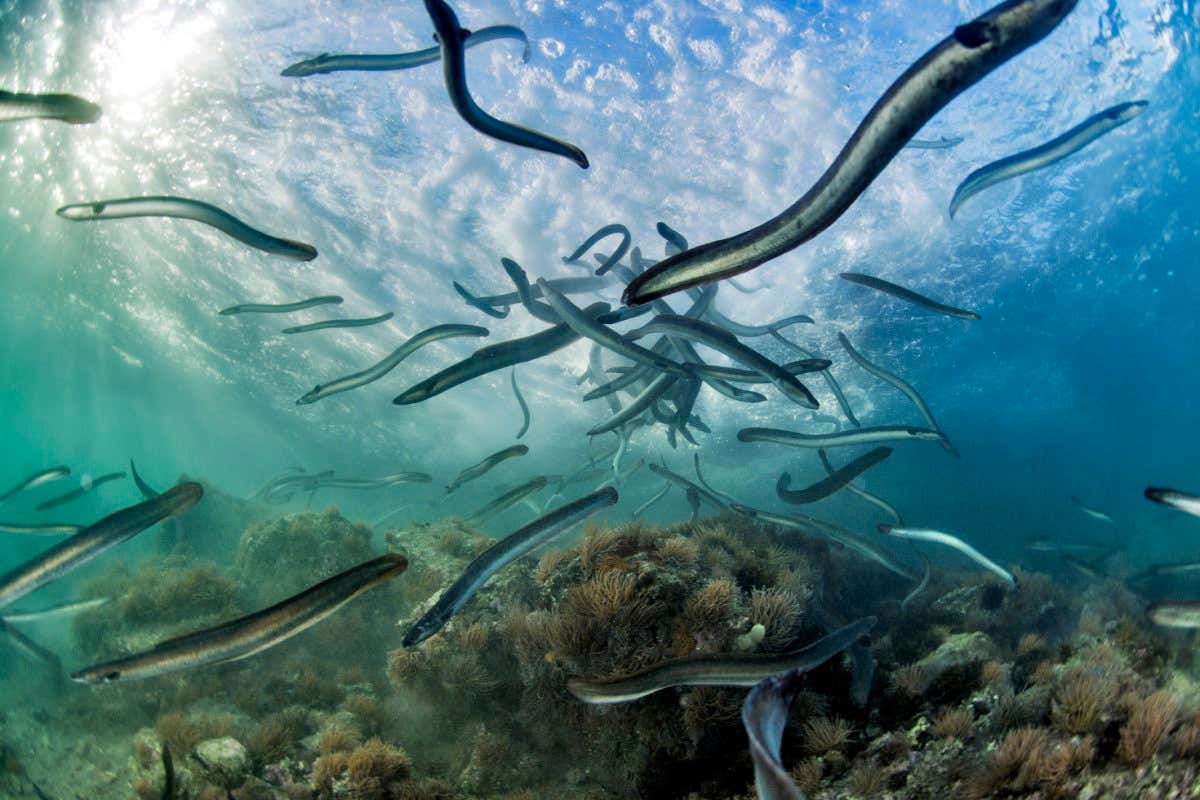 The Epic Journeys of Eels to the Bermuda Triangle