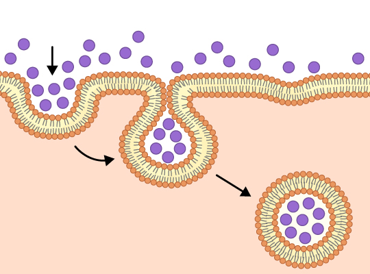 endocystosis 1678990545