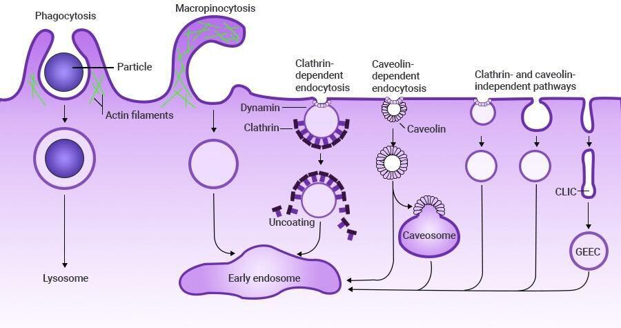 endocytosis 1678990486