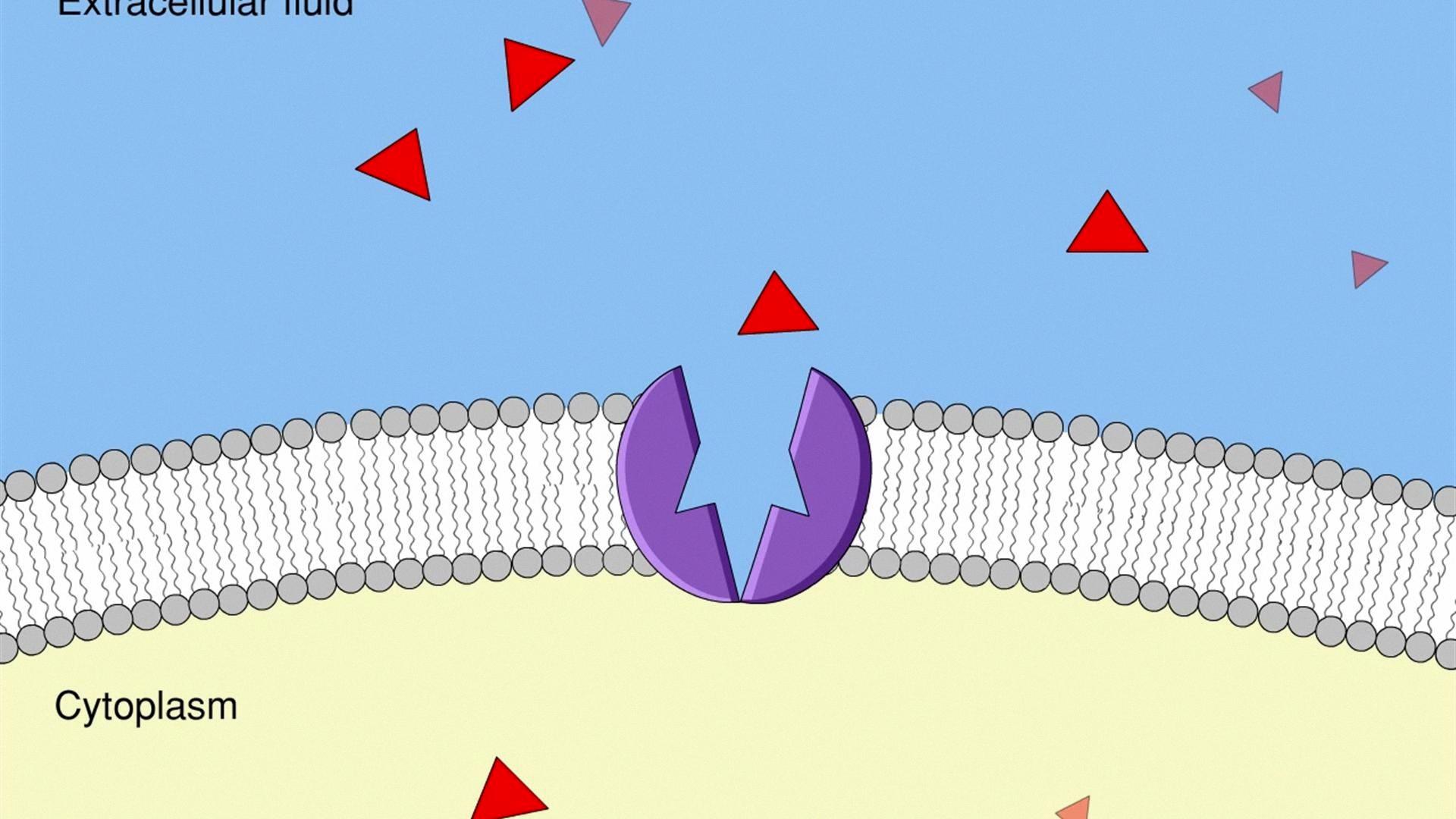 facilitated diffusion requires