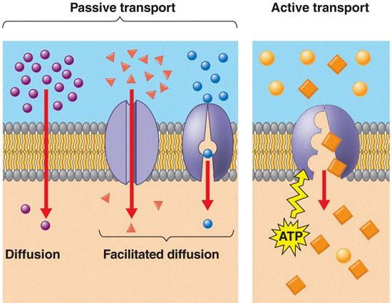 facilitated diffusion requires