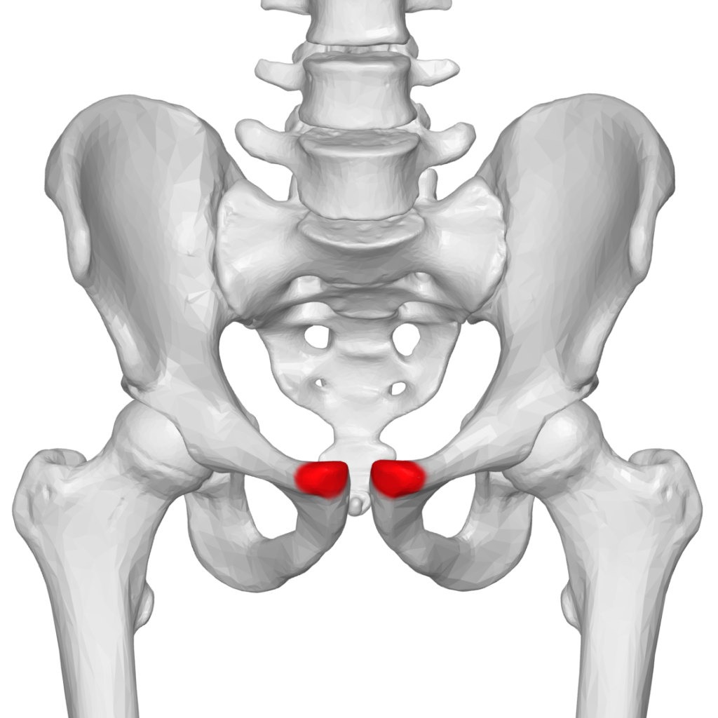 female groin pain 1678611923